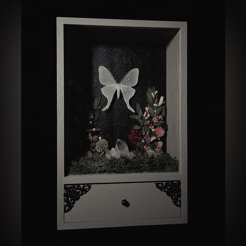 🖤Victorian Luna Moth Oddity Display🖤